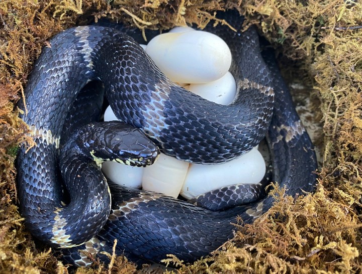 Russian Rat Snake